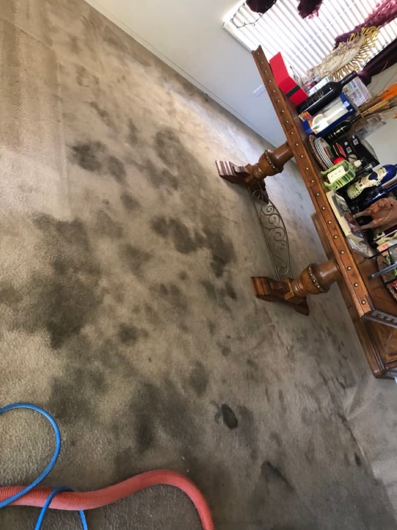 Carpet in a room with a wooden table before cleaning