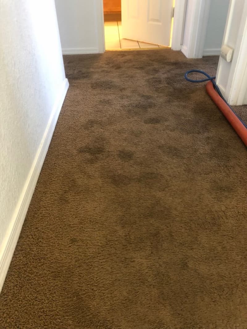 Hallway carpet before cleaning